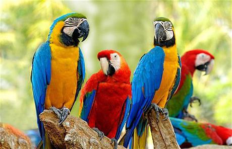 попугаи ара какаду