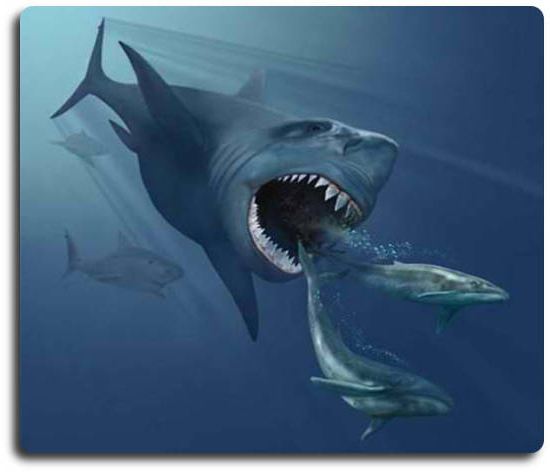 древние акулы мегалодон