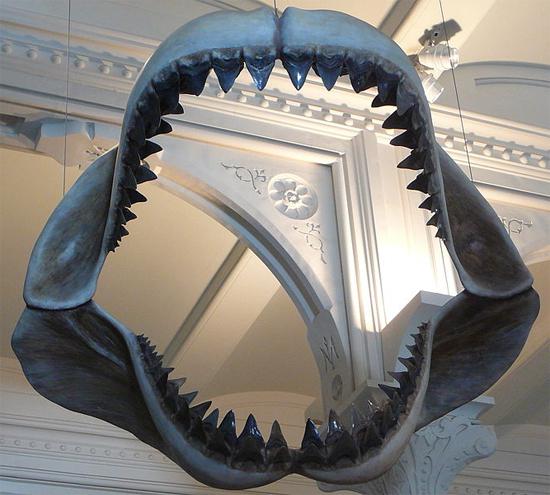доисторическая акула мегалодон 