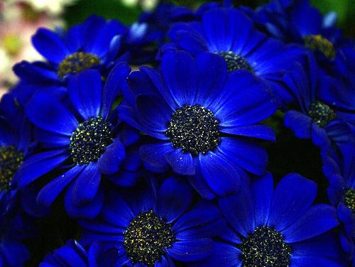 цветок синего цвета
