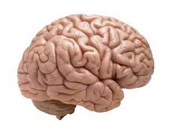 строение коры головного мозга