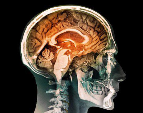строение головного мозга