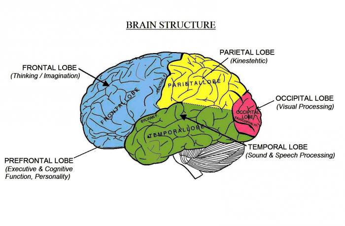 строение головного мозга