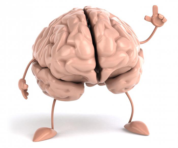 строение коры головного мозга
