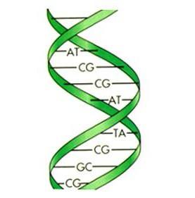 особенности строения днк 