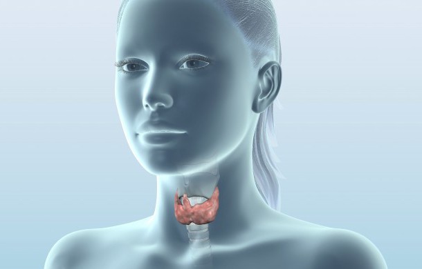 узи щитовидной железы расшифровка эхогенность