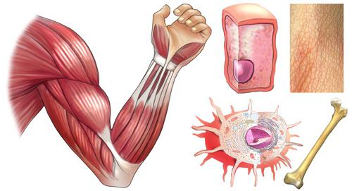 Строение и функции мышц.