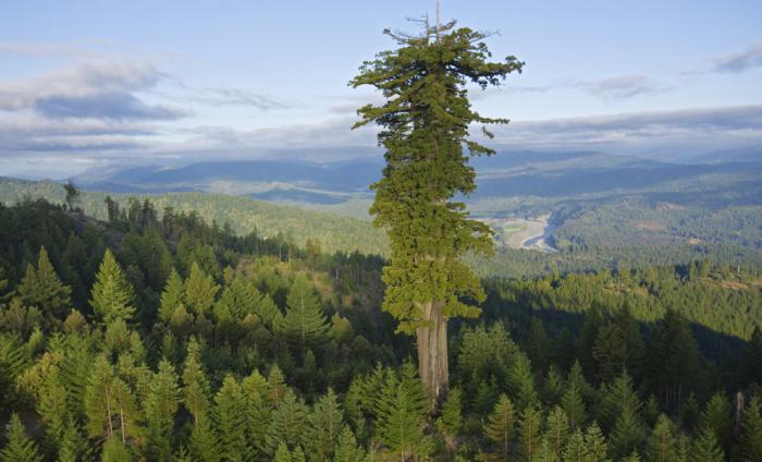 самые высокие и большие деревья в мире
