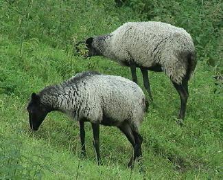 как разводить овец романовской породы