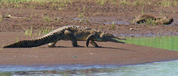 пойман самый большой крокодил в мире