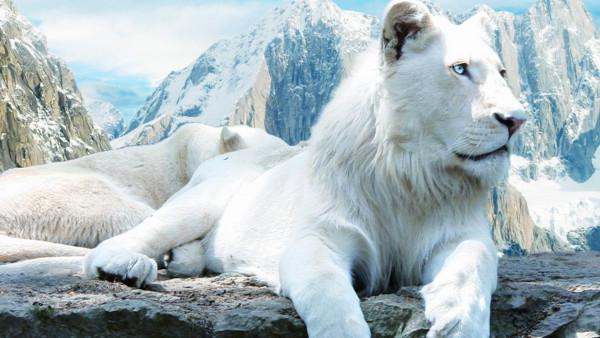 белый лев