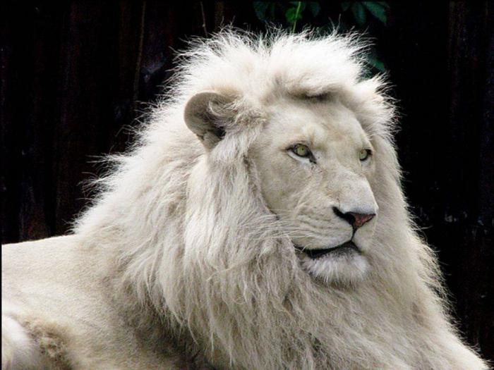 фото белых львов
