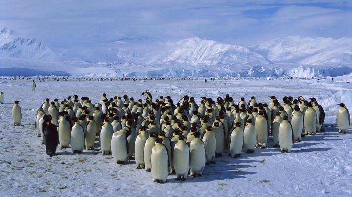 Антарктида - самый холодный материк