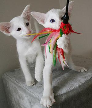 сиамские ориентальные кошки