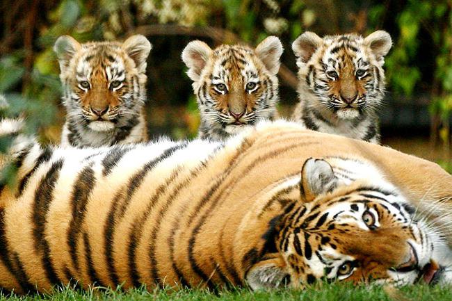 10 вымирающих видов животных