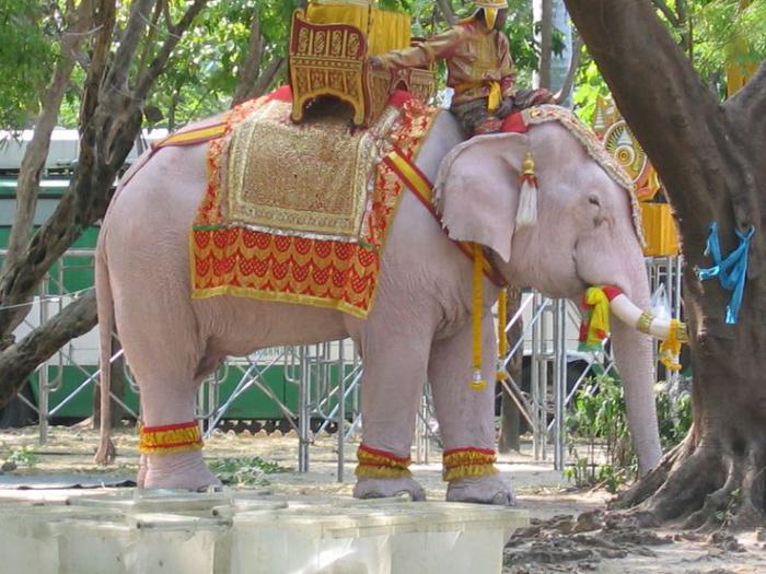 белые слоны в таиланде