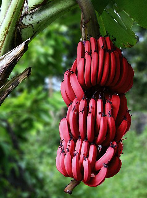 банан это фрукт или ягода или трава