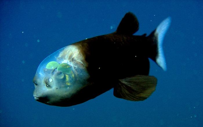 рыбы проживающие на дне океана