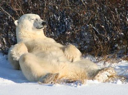 самый большой медведь в мире