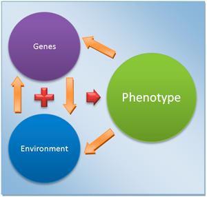 генотип и фенотип