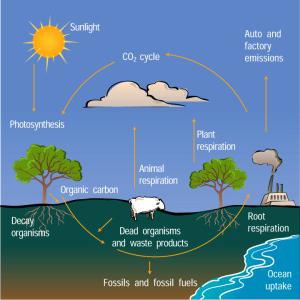 круговорот углерода в природе