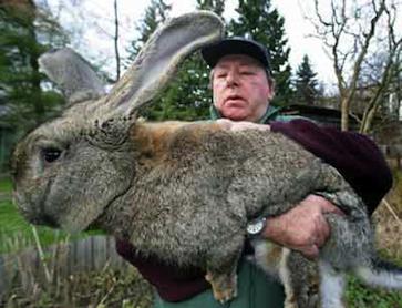 кролик бельгийский фландр