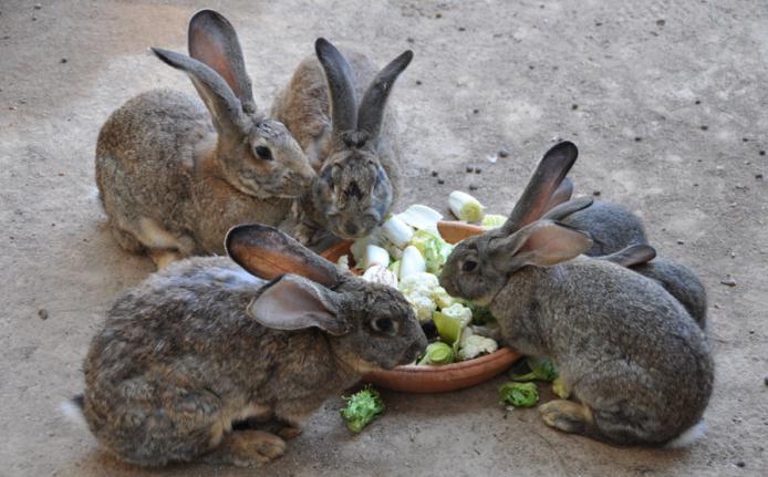 кролики фландр разведение