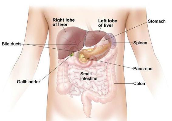 где находится желчный пузырь фото