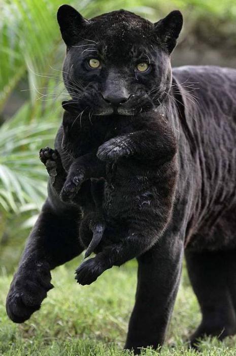 пантера дикая кошка