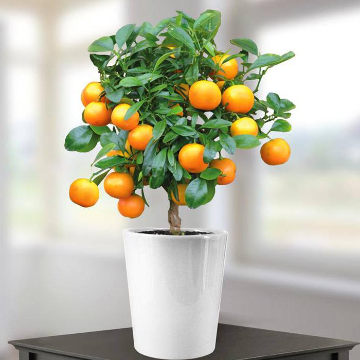 апельсиновое дерево фото