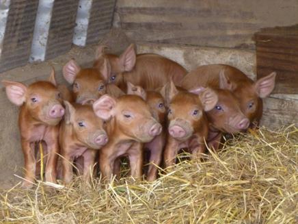 описание свиней породы дюрок 