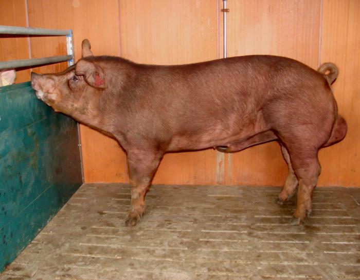 порода свиней дюрок фото 