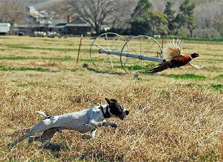 Охота на фазана с курцхааром