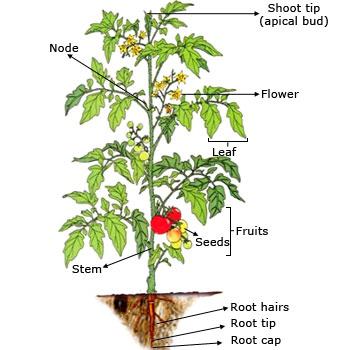 вегетативные и генеративные органы растений
