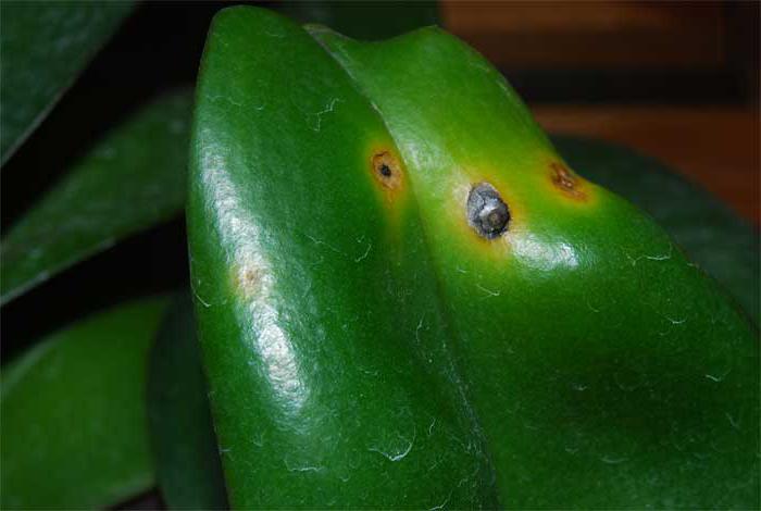 орхидея фаленопсис болезни и лечение