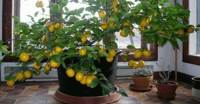лимонного дерева 