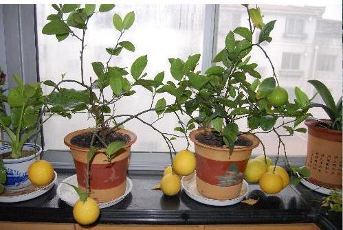как вырастить лимонное дерево 