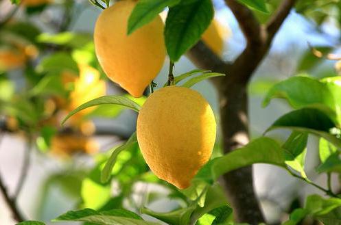 домашнее лимонное дерево