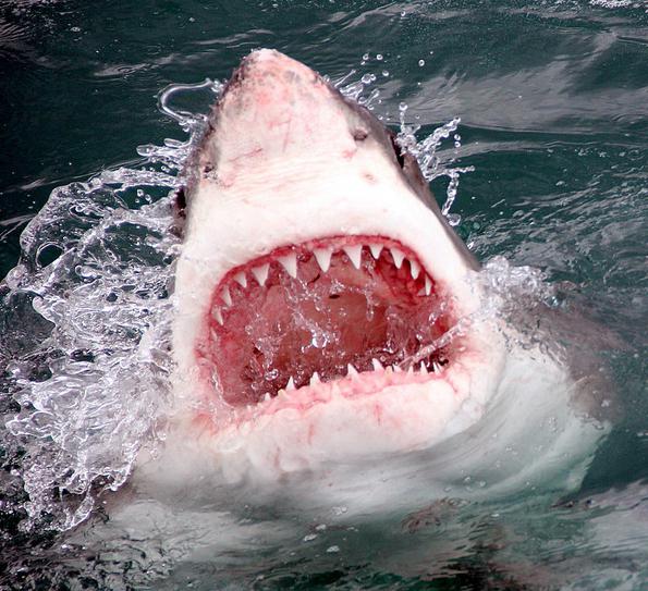 сколько зубов у китовой акулы