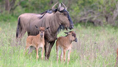 миграция антилоп гну 
