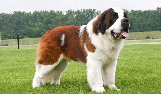 самые большие крупные и сильные породы собак в мире