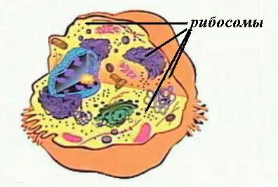 рибосома функции