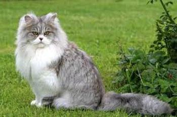 порода кошек британская длинношерстная