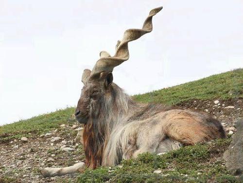 сибирский горный козел