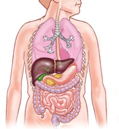 основные внутренние органы