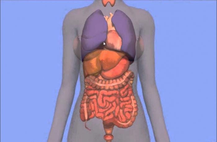 название внутренних органов челдовека
