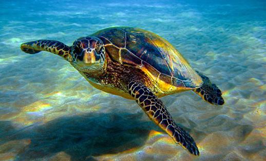 к чему снится черепаха морская 