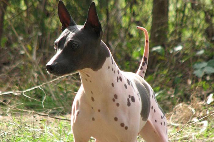 американский голый терьер american hairless terrier