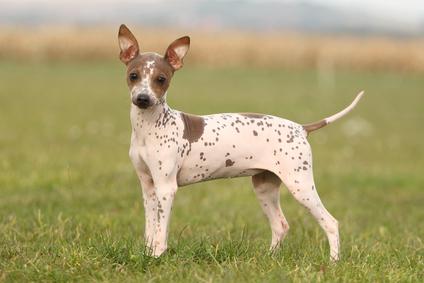 american hairless terrier