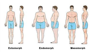типы телосложения человека анатомия